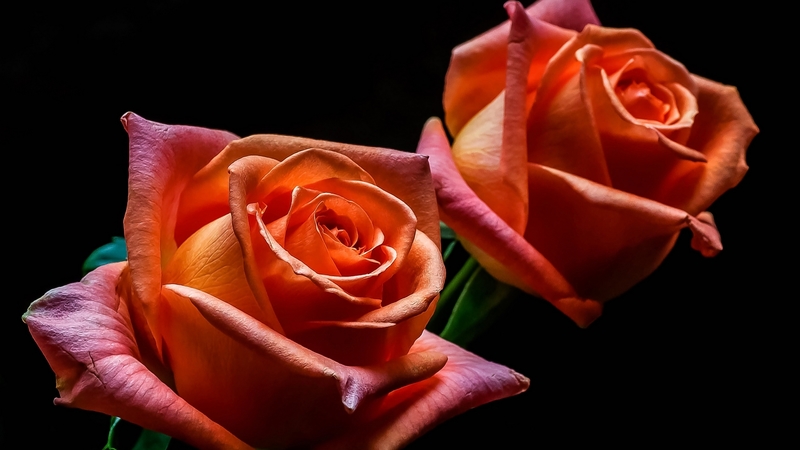 roses, flowers, orange, nature