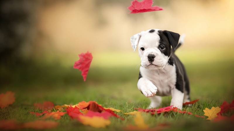running, caine, black, white, leaf, red, autumn, pupy, toamna, cute, green, dog