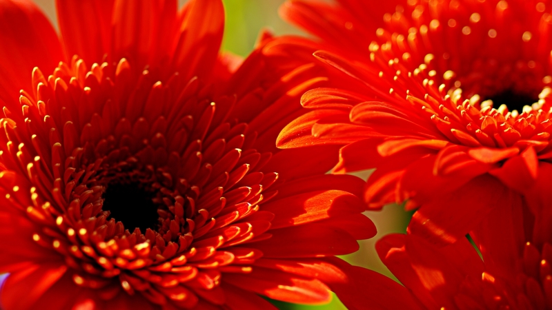 colors, nature, flower, petals