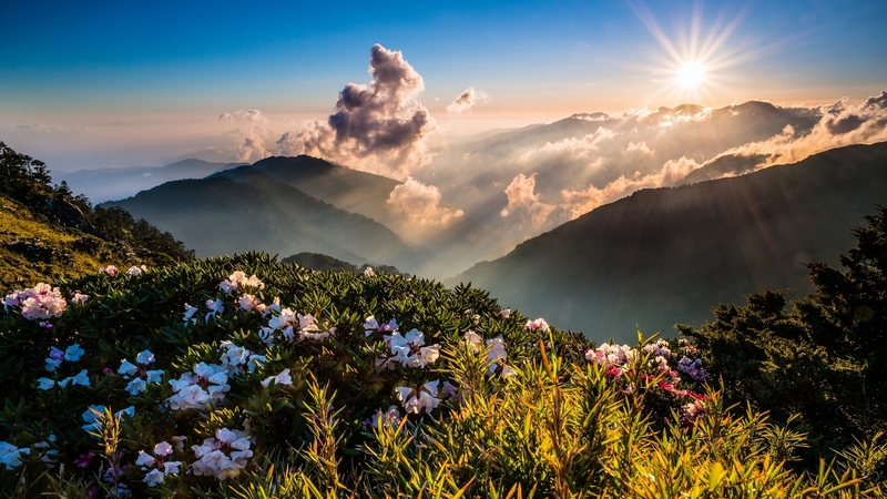 mountains, slope, flowers, spring, sunrise, nature, bushes