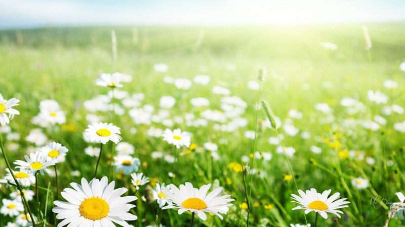 wild flowers, grass, spring, daisies, green, summer, flowers, field, light