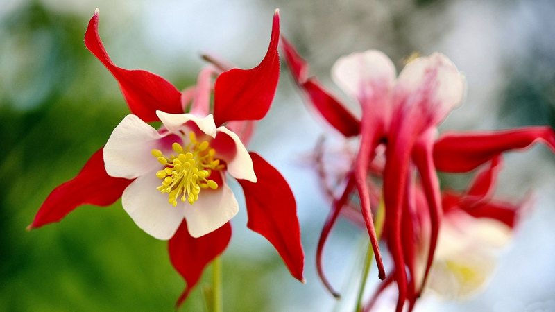 photo, columbine, romance, beautiful, floral, photography, love, wide screen, flower, beauty