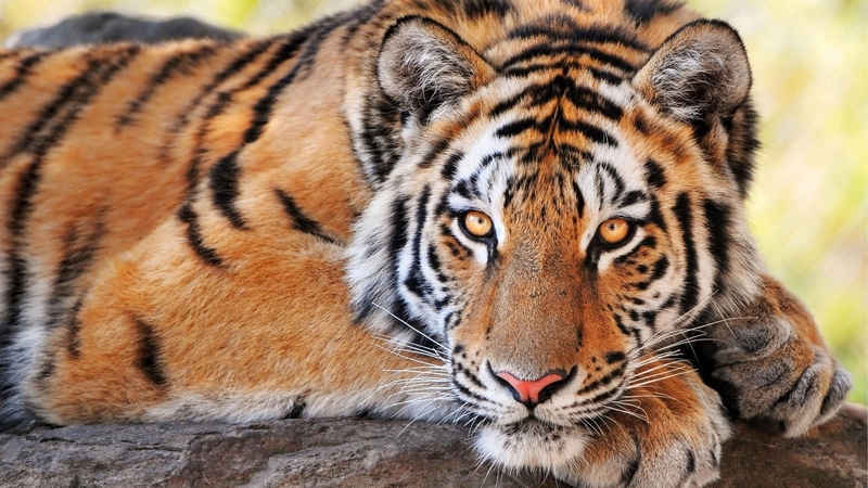 alert, tiger, big cat, beautiful, resting, stripes
