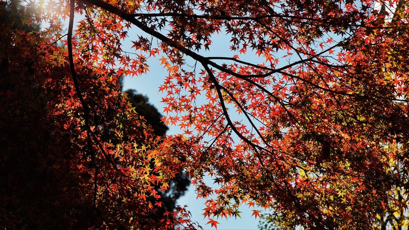 maple, autumn, trees, branches, 4k