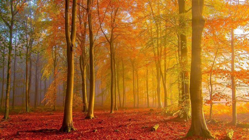 windows, desktop, the awe of autumn