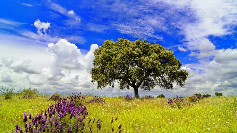 pretty, grass, beautiful, lonely, tree, wildflowers, summer, skt, field, meadow