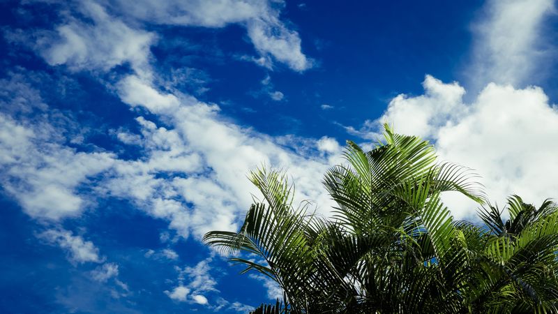 palms, leaves, sky, clouds, tropics, 4k