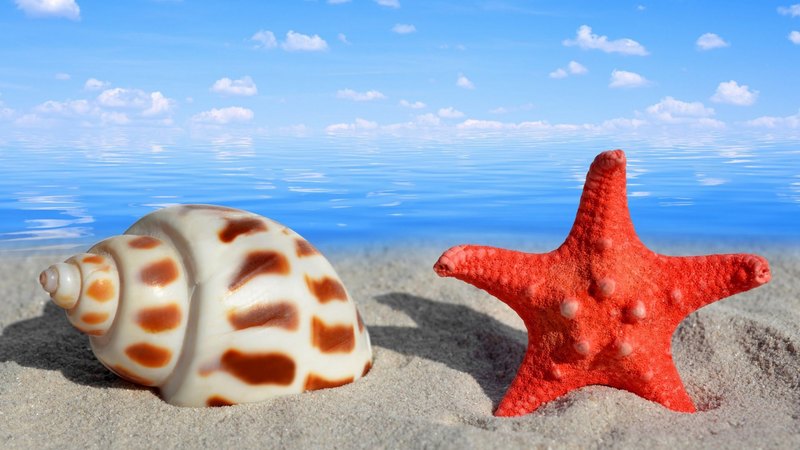 seashells, beach, sand, summer time, splendor, summer, shells, sea