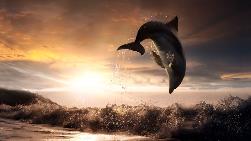 wasser, sonnenuntergang, delphine, deutschland