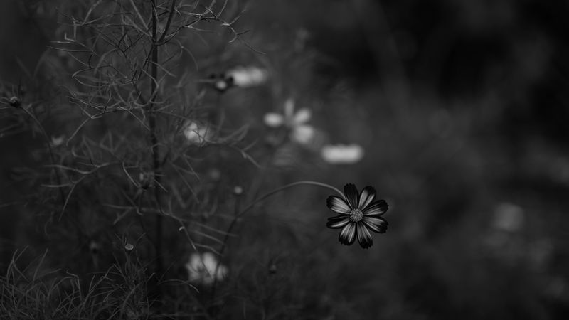 cosmos, flower, bw, blur, 4k