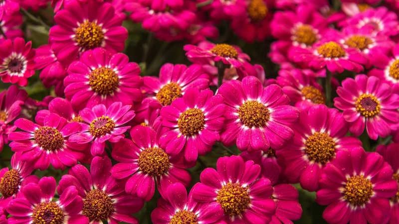 nature, stems, petals, color