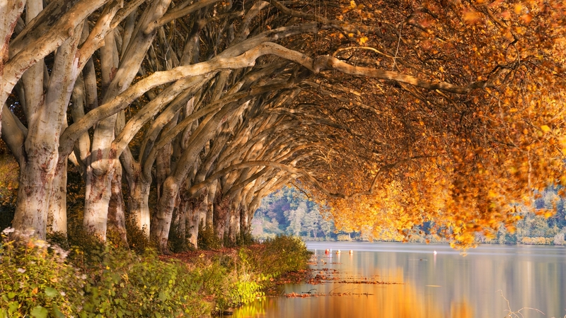 river, leaves, riverside, trees, water