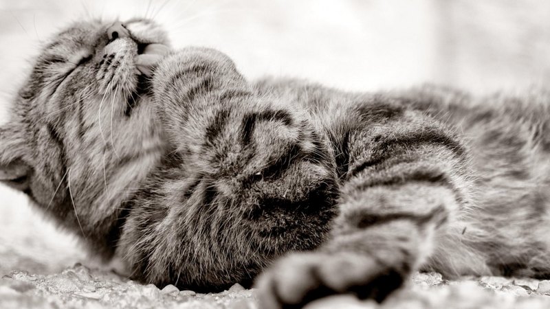 pretty, lovely, kitty, beautiful, cat, sleeping, cat face, hat, cute, paws, face, kitten, cats, animals
