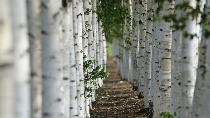 bokeh, macro, birch, nature, alley