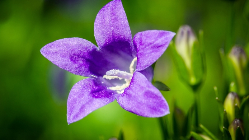 flower, bell, nature, purple, macro