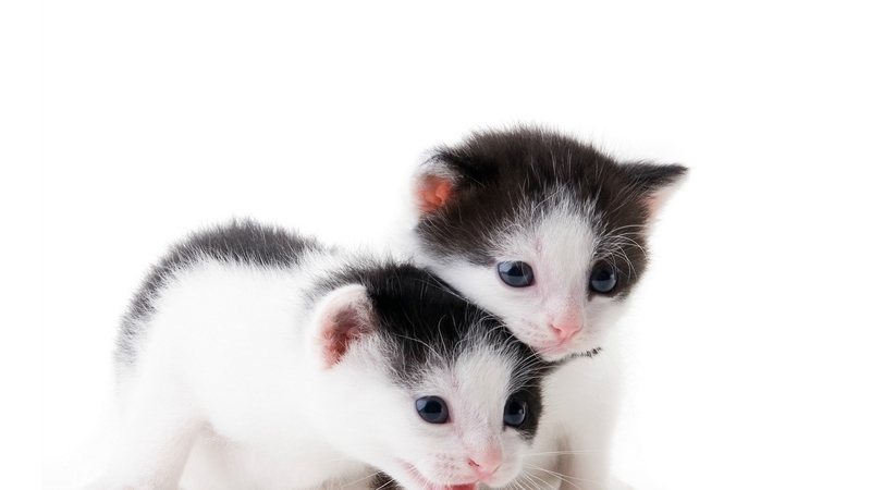 black, cat, animal, sweet, cute, kitten, white, couple, pisica