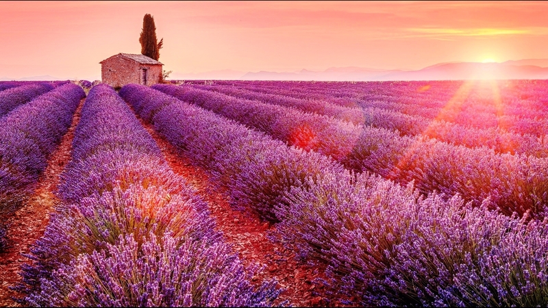 pretty, house, glow, cottage, beautiful, sunset, lavender, rays, summer, sunrise, pink, field