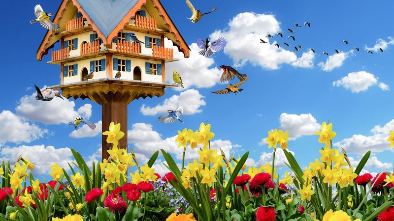 birds, clouds, woodpecker, daffodils