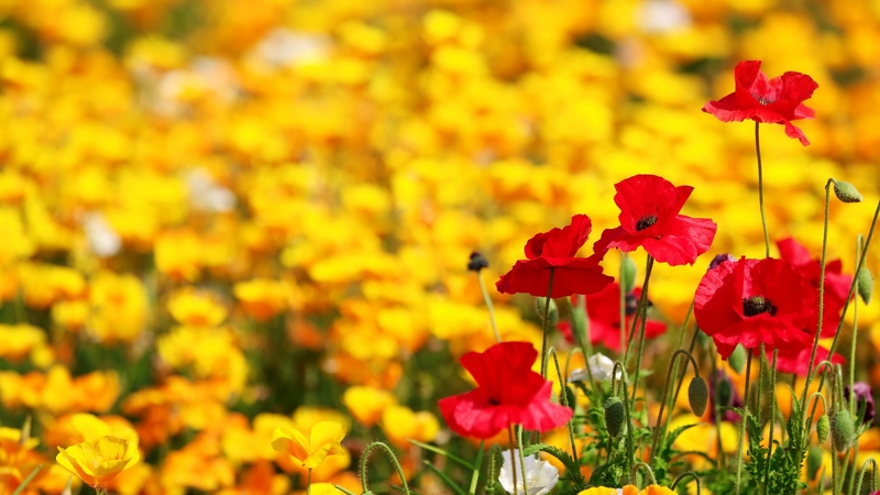 pretty, background, poppies, beautiful, macro, summer, flowers, field, meadow