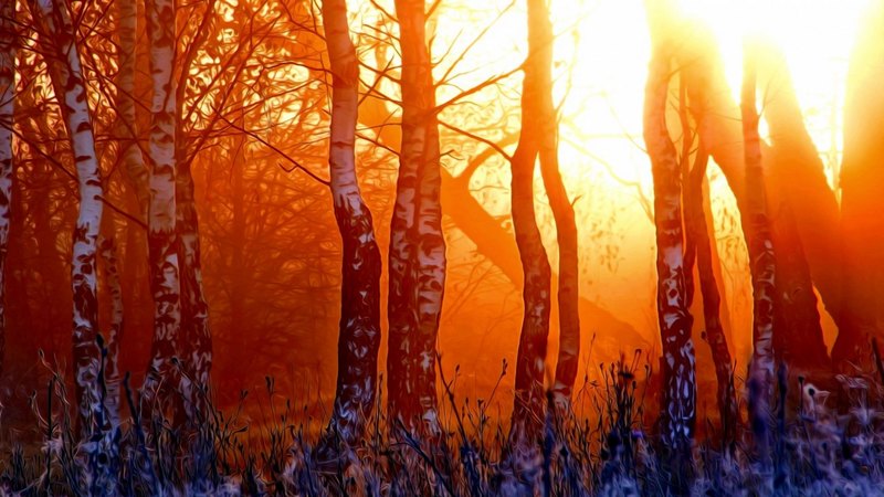 forest, sun, sunset, sky, winter, cold, tree, snow, nature, scene