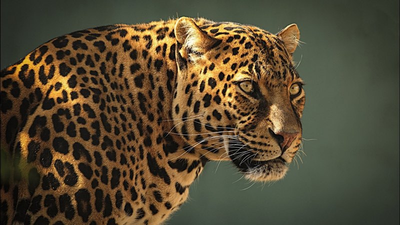 predator, leopard, wallp, animals