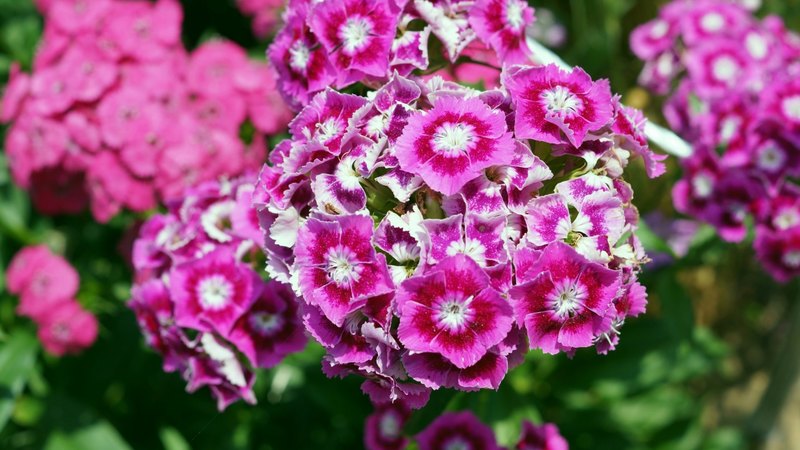 white, strawberry, caryophyllidae, caryophyllaceae, dianthus, pink, nadeshiko, caryophyllales, flowers, carmine, flower