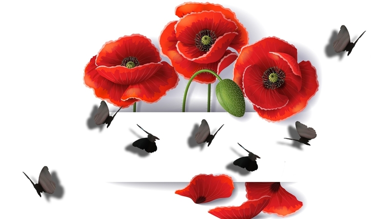 red, poppy, butterfly, flower, black, white, card