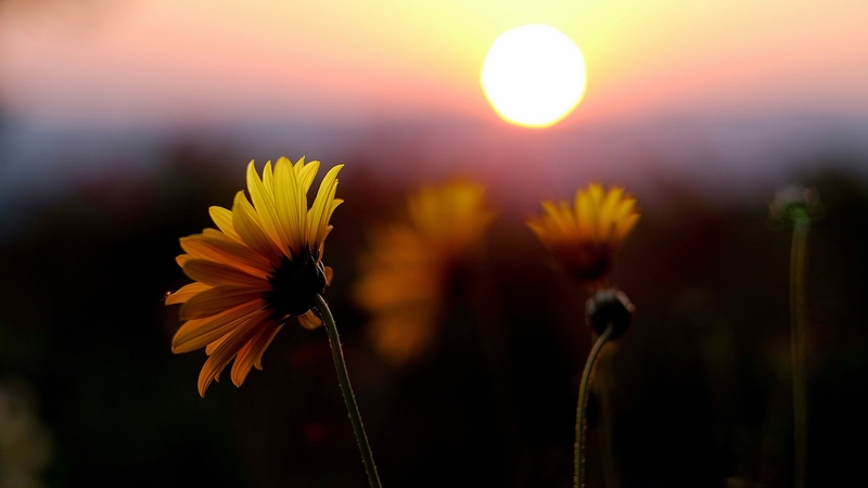 sunset, tree, nature, flower