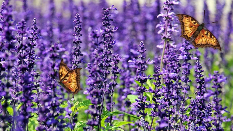 firefox theme, fragrant, spring, lavender, butterflies, floral, summer, flowers, garden