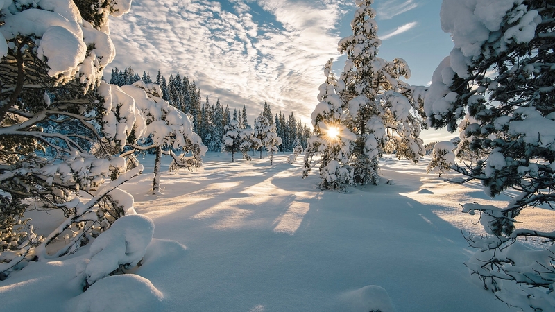 winter, forest, mountain, sun, snow, slope, beautiful, frost