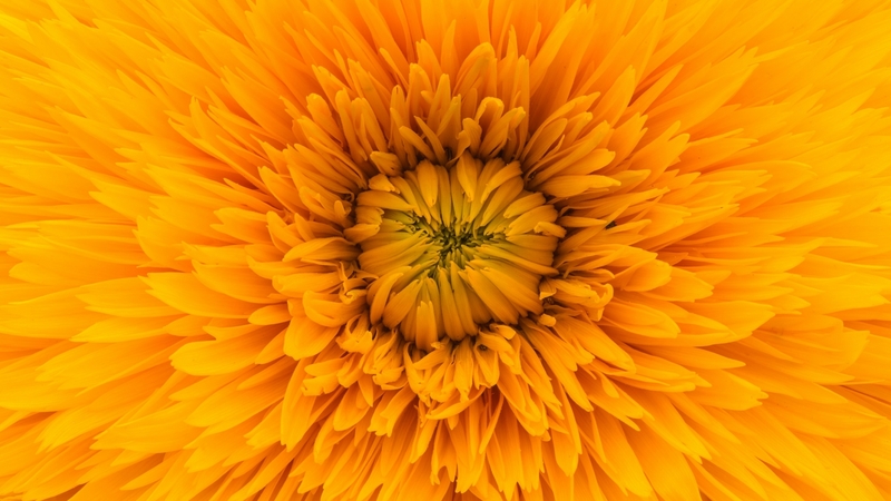 vara, texture, summer, yellow, flower, paul morris, skin