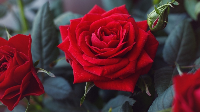 macro, red, roses, flowers