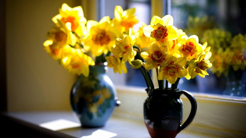 spring, window, vases, daffodils