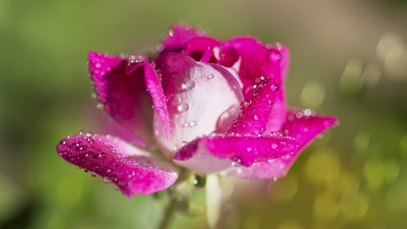 bokeh, green, rose, water drops, flower, white, pink, trandafir