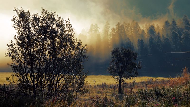 autumn, fog, dawn, trees, 4k