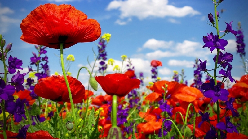 red, poppies, flowers, nature, clouds