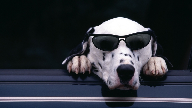 dalmation, goodboy, dog, animal