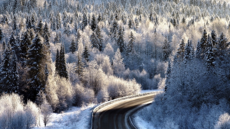 ice, trees, snow, street, forest