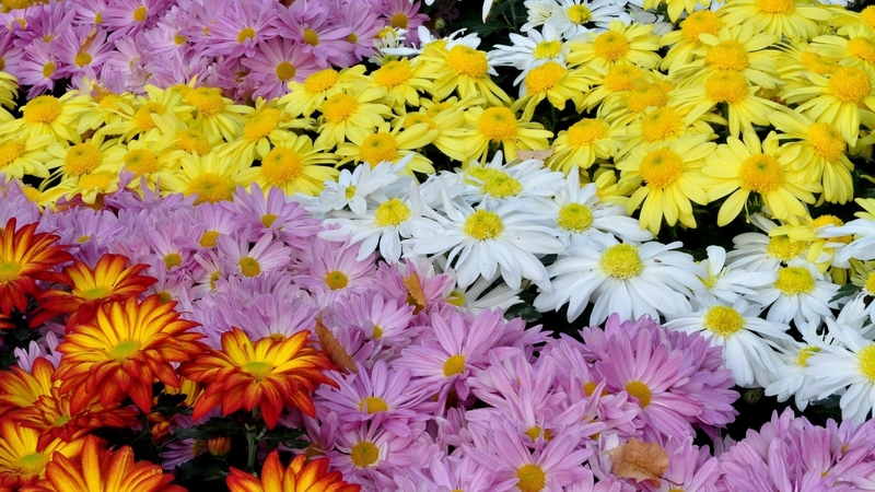yellow, pink, chrysanthemums, blossoms, white, blooms, flowers, petals