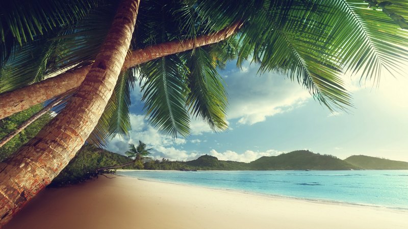 beach, sand, sun, tropical, coast, sea, palms