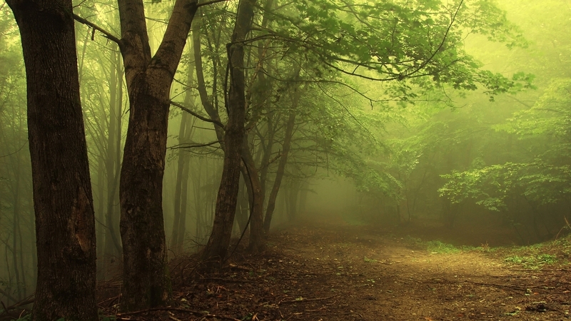 forest, tree, green, mist