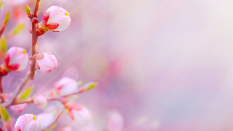 flowers, tree, nature, blooming