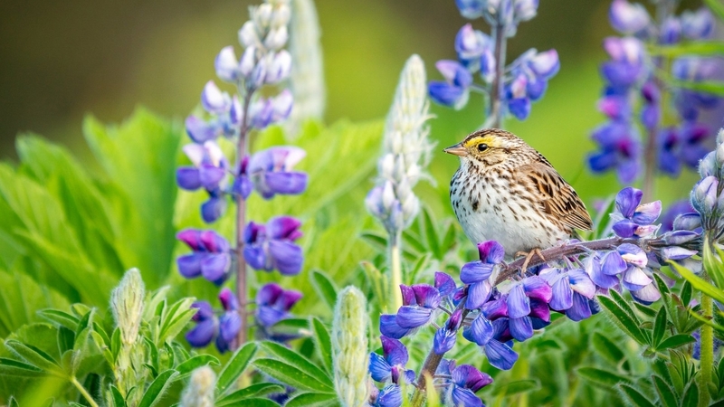 lupines, flowers, birds, nature