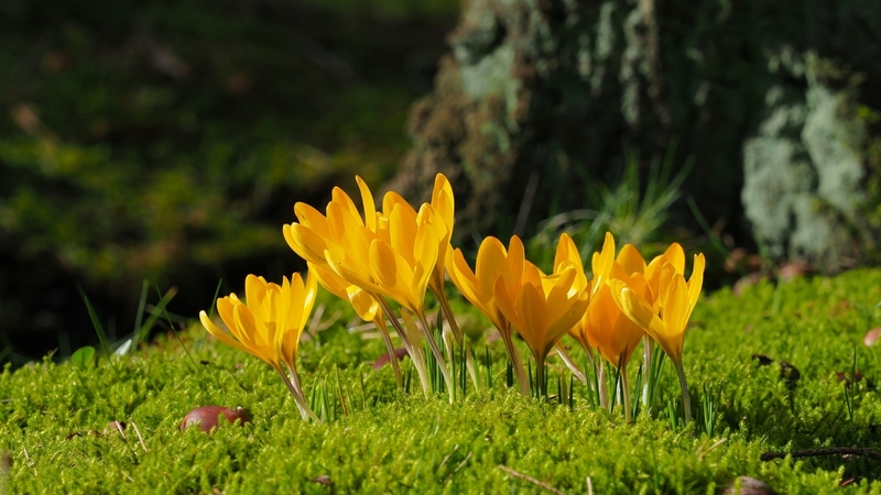 orange, crocuses, moss, flowers, nature, spring