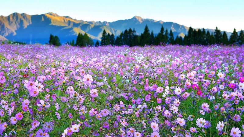 mountain, flowers, spring