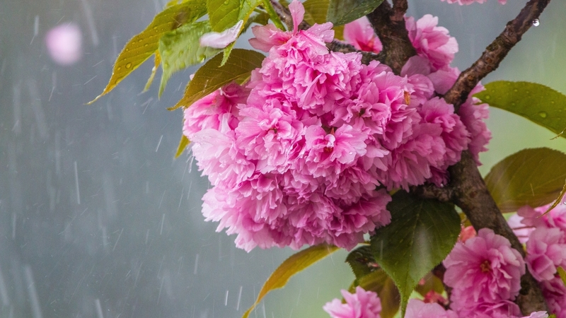 sakura, flower, rain, spring, pink, cherry blossom