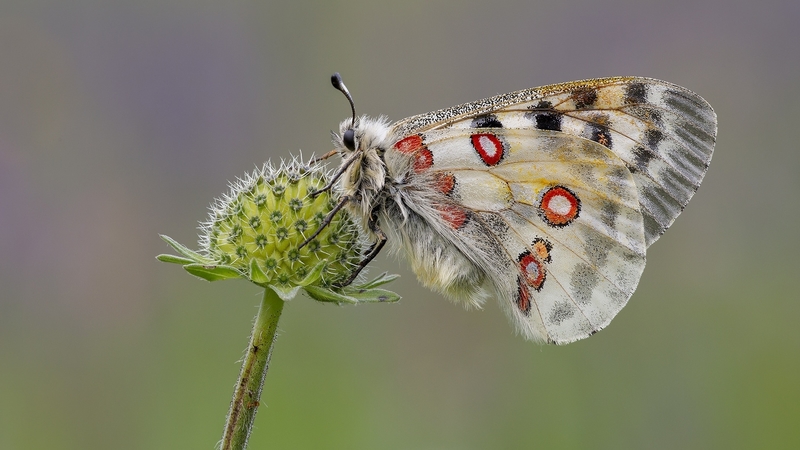 fluture, butterfly, green, strawberry, macro, insect