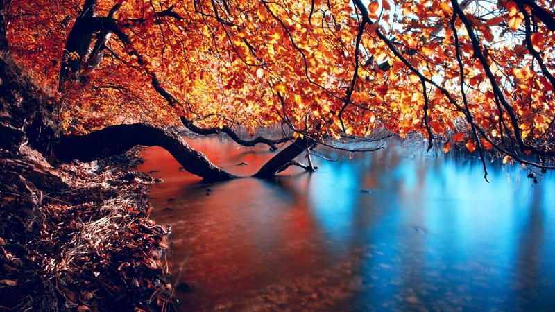 water, autumn, river, nature, reflection, trees