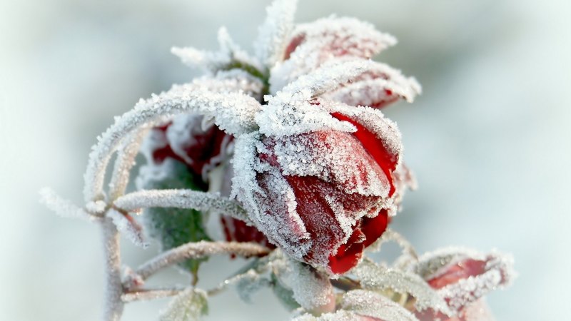 red, rose, flower, ice, white, frozen, winter