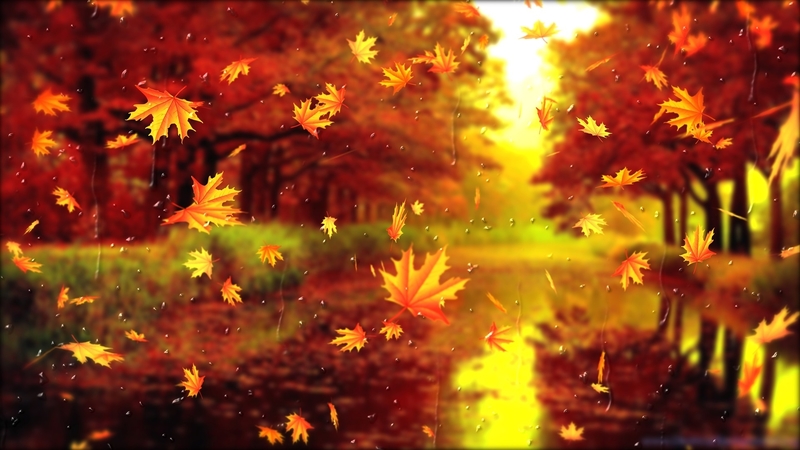 nature, autumn, trees, leafs
